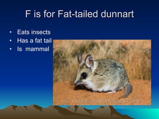 F is for Fat-tailed dunnart Eats insects Has a fat tail  Is  mammal 