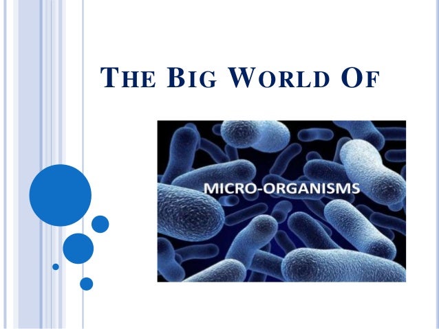 The Big World Of Microorganisms - 