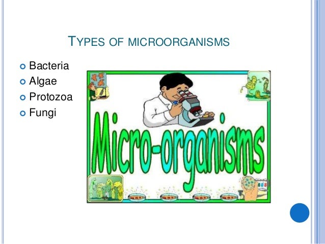 The Big World Of Microorganisms - 