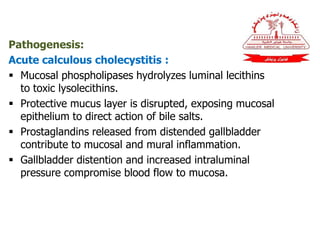 Pathogenesis:
Acute calculous cholecystitis :
 Mucosal phospholipases hydrolyzes luminal lecithins
to toxic lysolecithins.
 Protective mucus layer is disrupted, exposing mucosal
epithelium to direct action of bile salts.
 Prostaglandins released from distended gallbladder
contribute to mucosal and mural inflammation.
 Gallbladder distention and increased intraluminal
pressure compromise blood flow to mucosa.
 