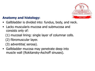 Anatomy and histology:
 Gallbladder is divided into: fundus, body, and neck.
 Lacks muscularis mucosa and submucosa and
consists only of:
(1) mucosal lining: single layer of columnar cells.
(2) fibromuscular layer.
(3) adventitia( serosa).
 Gallbladder mucosa may penetrate deep into
muscle wall (Rokitansky-Aschoff sinuses).
 