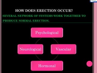 The biochemistry of penile erectile function and dysfunction | PPT