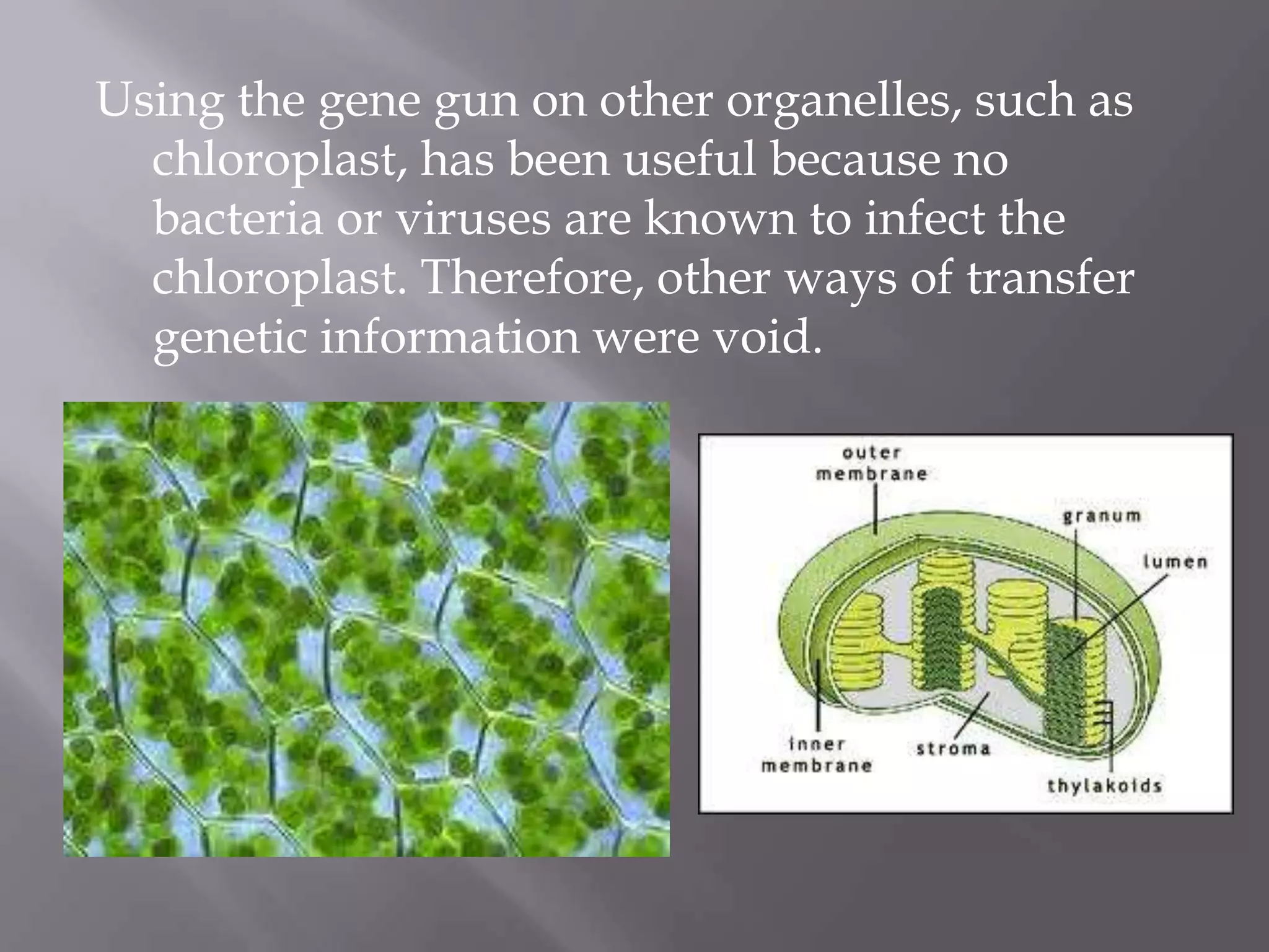 Using the gene gun on other organelles, such as
  chloroplast, has been useful because no
  bacteria or viruses are known to infect the
  chloroplast. Therefore, other ways of transfer
  genetic information were void.
 