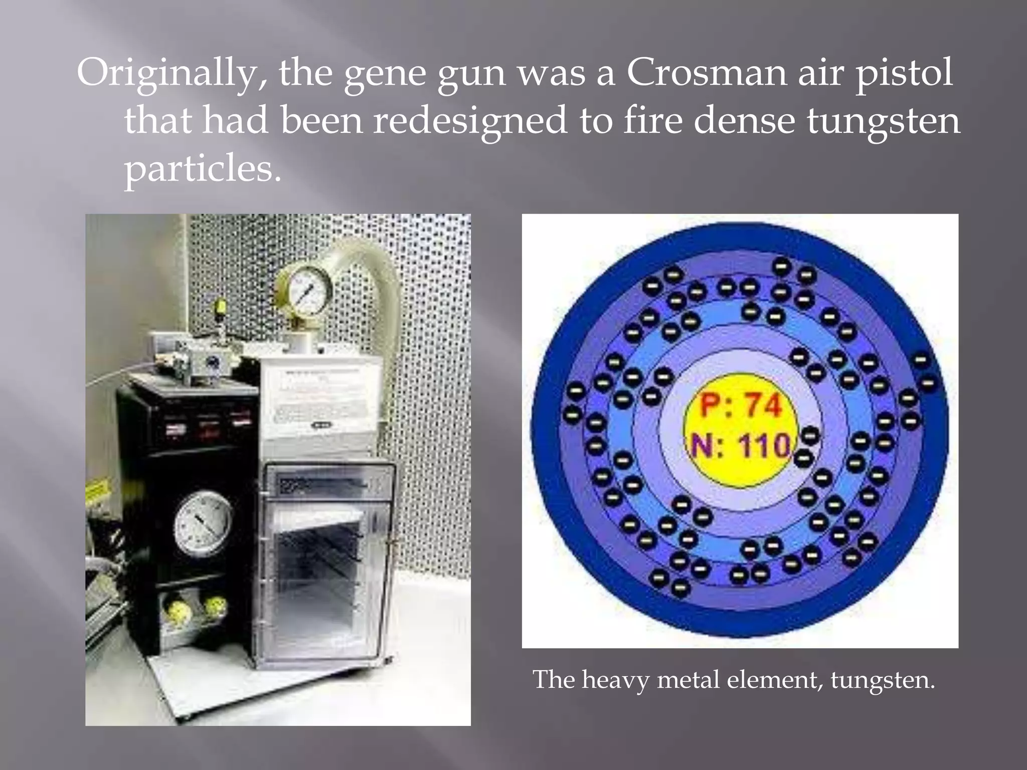 Originally, the gene gun was a Crosman air pistol
  that had been redesigned to fire dense tungsten
  particles.




                         The heavy metal element, tungsten.
 