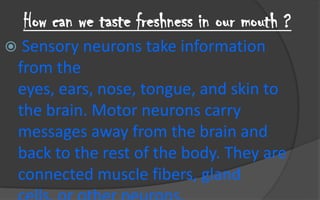 2- The thermo-receptors are parts of other sensory neurons that are able to create a nervous message when they are exposed to a change in the temperature of food then this nervous message is transmitted to the brain to realize the temperature of food.,[object Object]