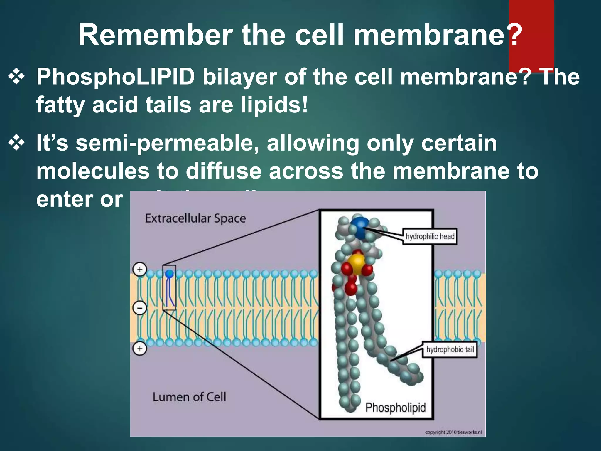 Remember the cell membrane?
 PhosphoLIPID bilayer of the cell membrane? The
fatty acid tails are lipids!
 It’s semi-permeable, allowing only certain
molecules to diffuse across the membrane to
enter or exit the cell.
 