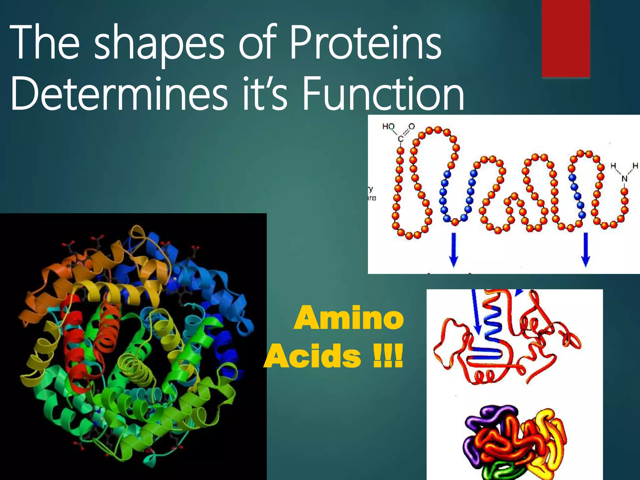 The shapes of Proteins
Determines it’s Function
Amino
Acids !!!
 