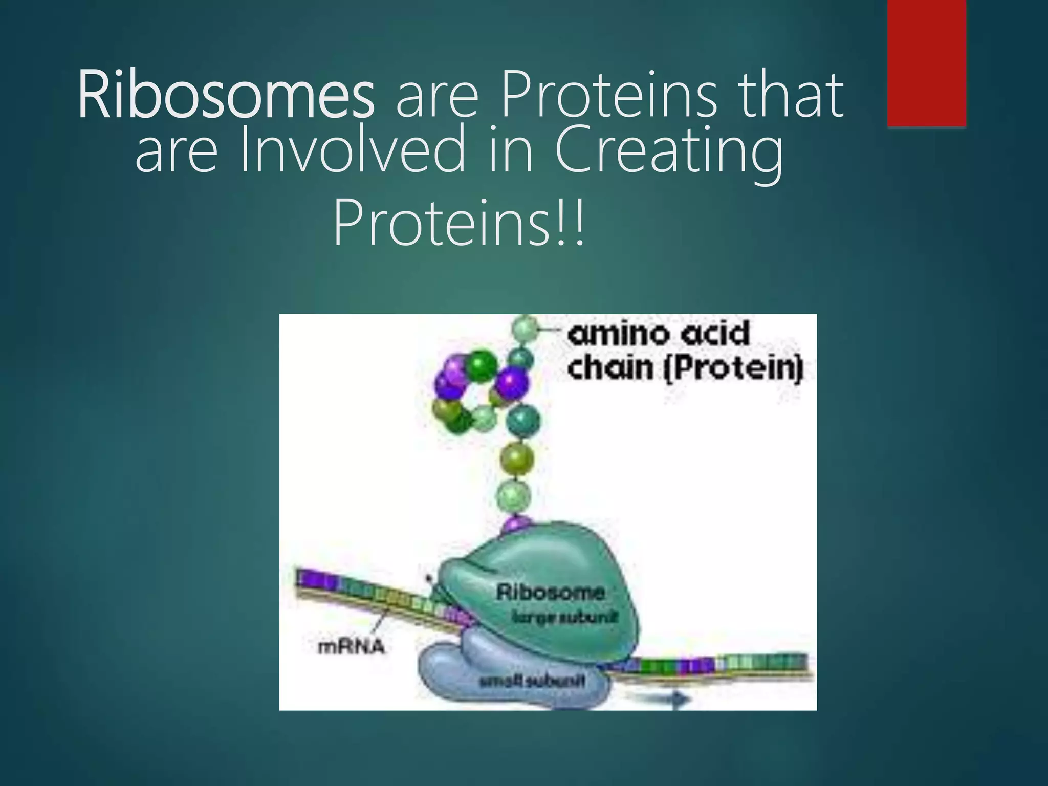 Ribosomes are Proteins that
are Involved in Creating
Proteins!!
 