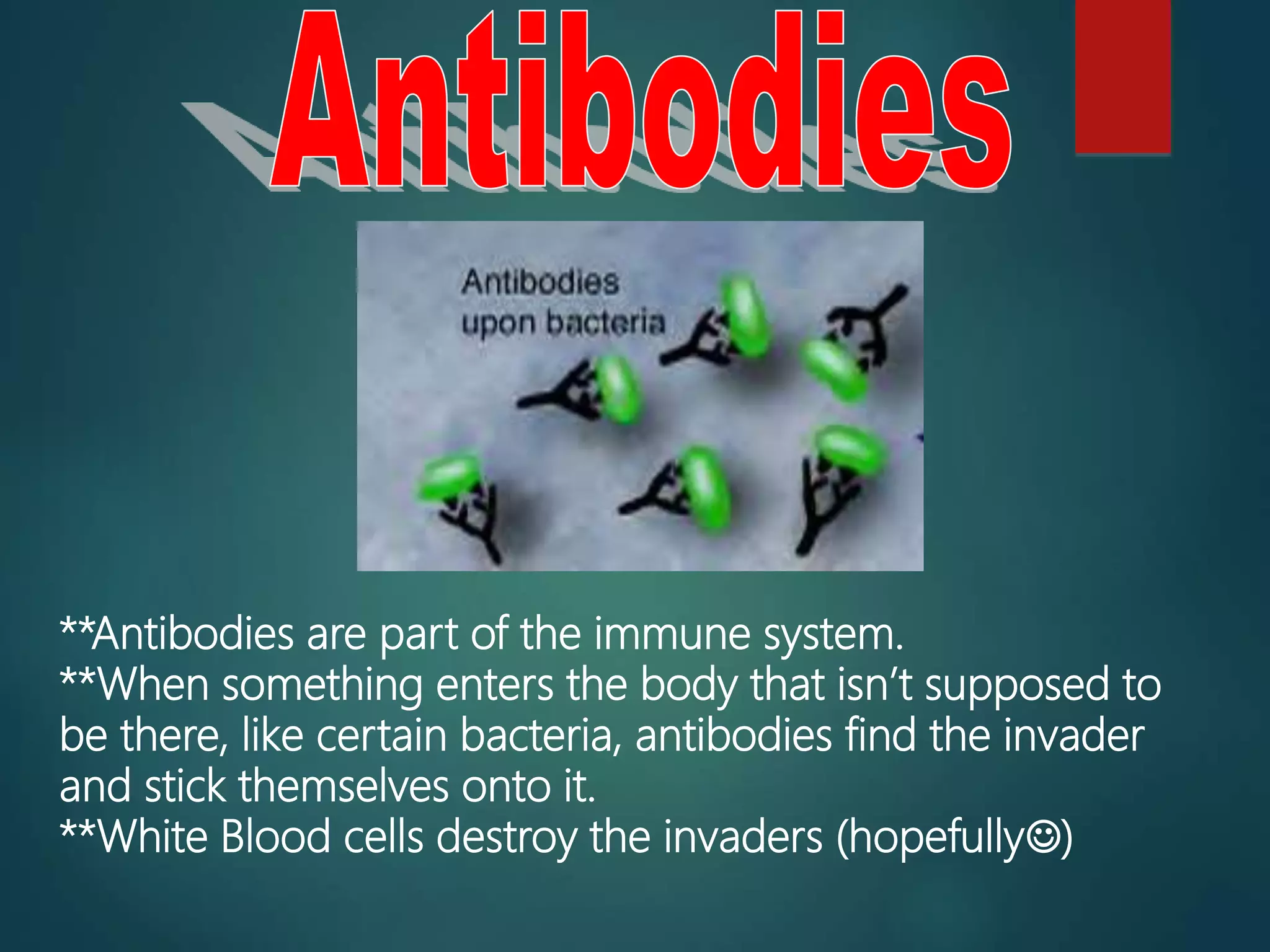 **Antibodies are part of the immune system.
**When something enters the body that isn’t supposed to
be there, like certain bacteria, antibodies find the invader
and stick themselves onto it.
**White Blood cells destroy the invaders (hopefully)
 