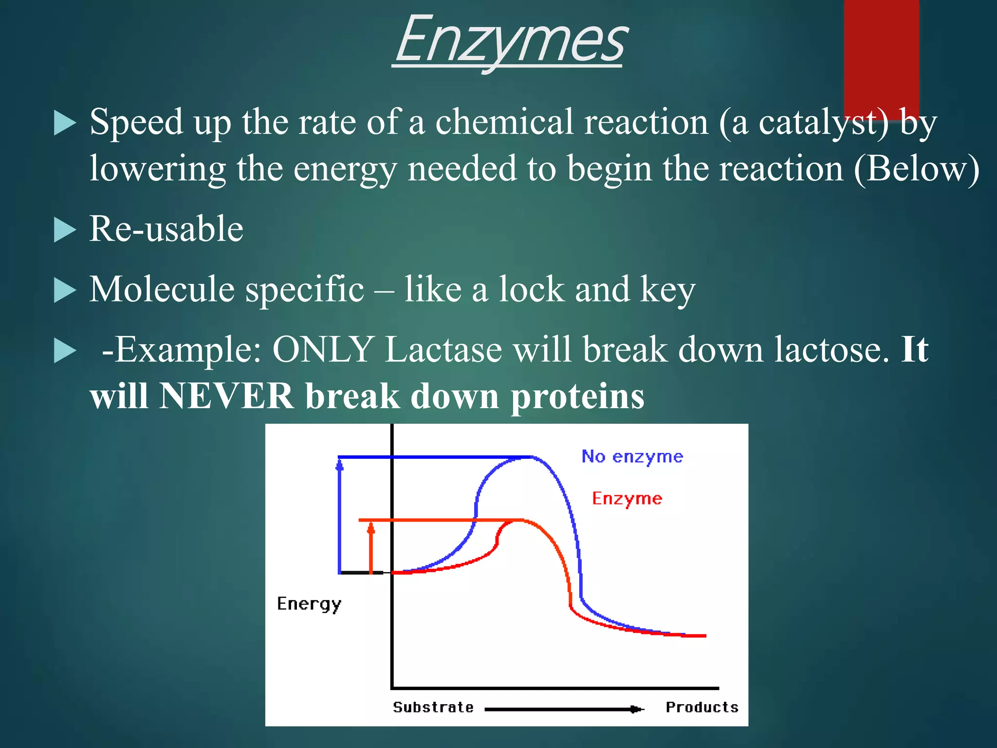 Enzymes
 Speed up the rate of a chemical reaction (a catalyst) by
lowering the energy needed to begin the reaction (Below)
 Re-usable
 Molecule specific – like a lock and key
 -Example: ONLY Lactase will break down lactose. It
will NEVER break down proteins
 