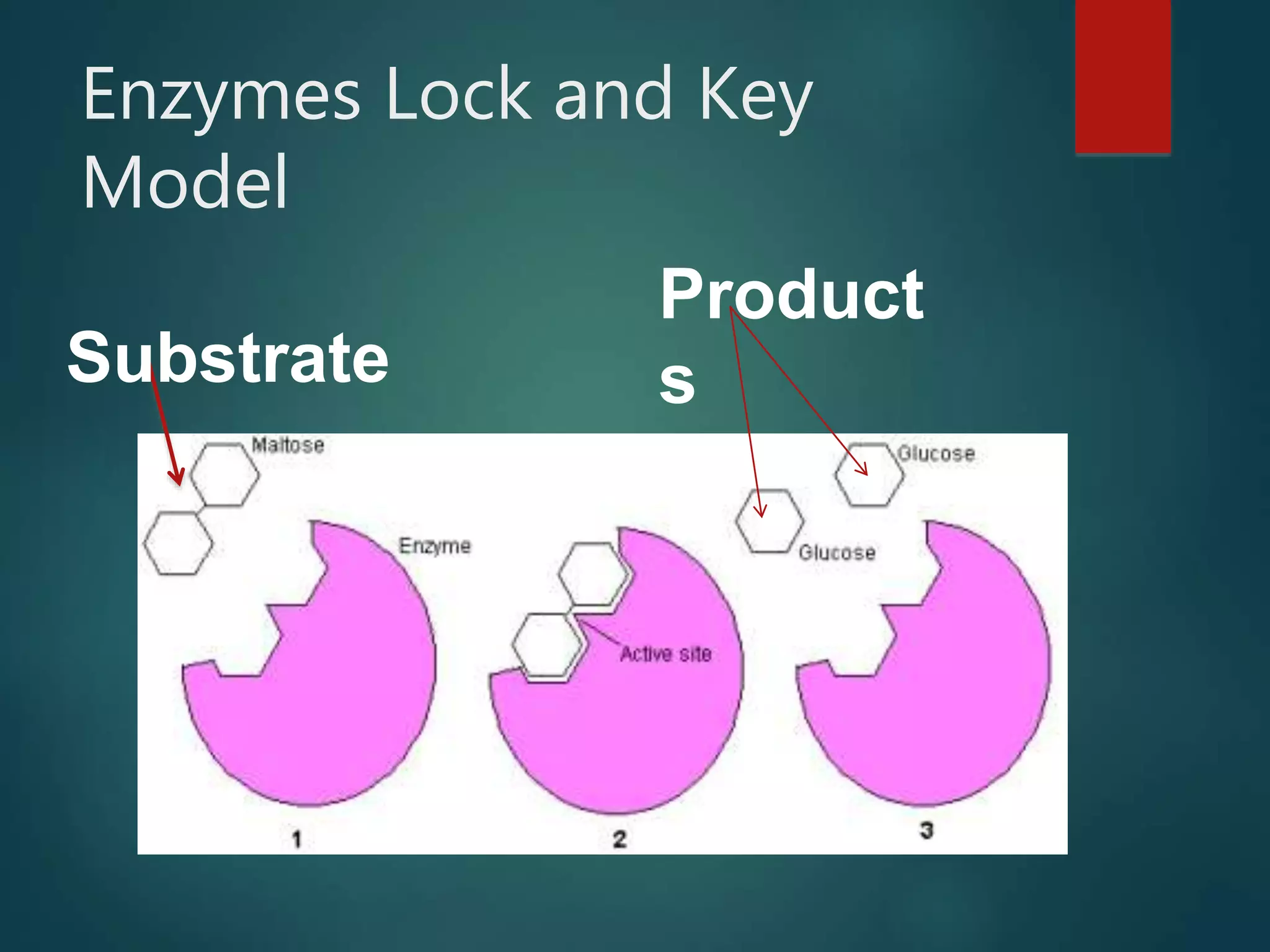Enzymes Lock and Key
Model
Substrate
Product
s
 