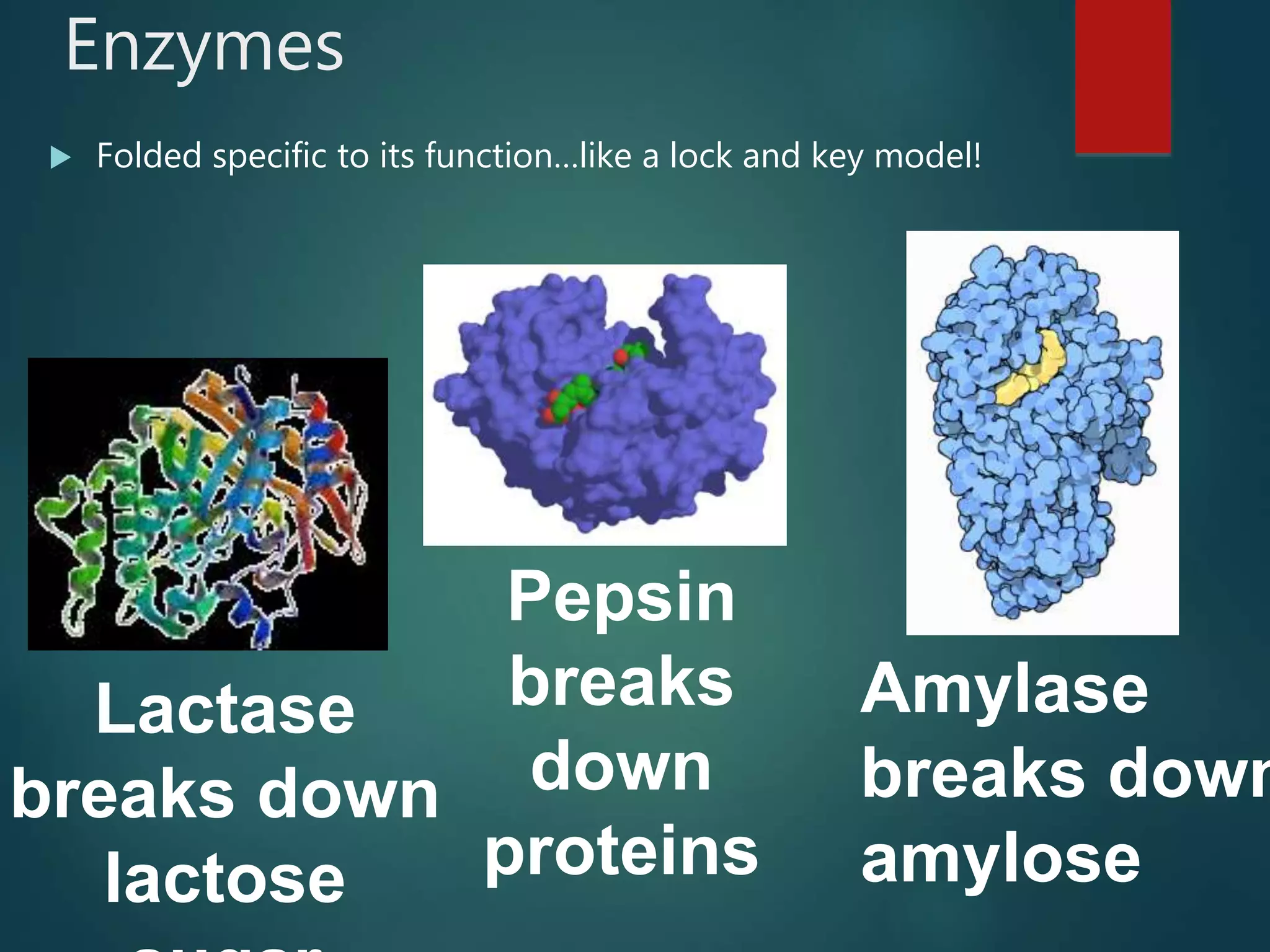 Enzymes
 Folded specific to its function…like a lock and key model!
Lactase
breaks down
lactose
Pepsin
breaks
down
proteins
Amylase
breaks down
amylose
 