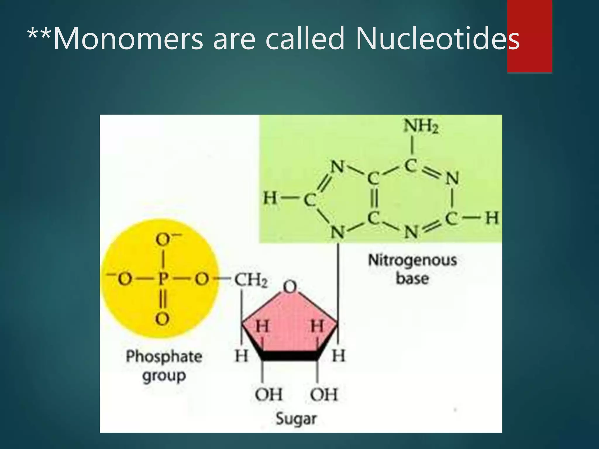 **Monomers are called Nucleotides
 