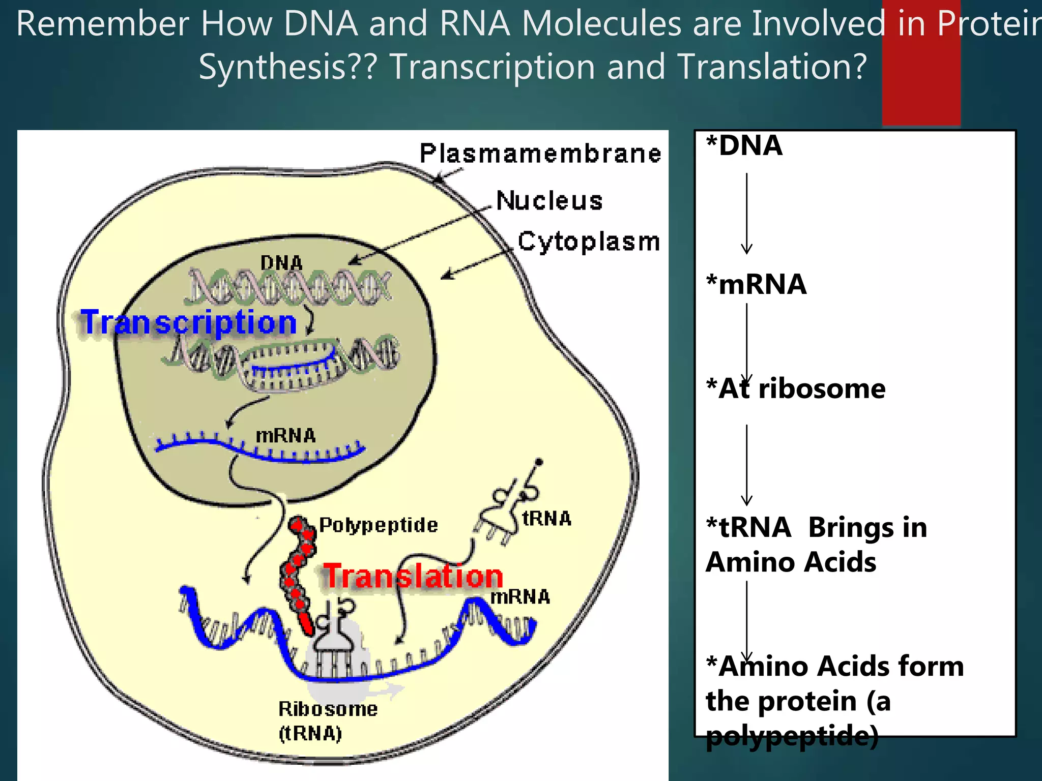 Remember How DNA and RNA Molecules are Involved in Protein
Synthesis?? Transcription and Translation?
*DNA
*mRNA
*At ribosome
*tRNA Brings in
Amino Acids
*Amino Acids form
the protein (a
polypeptide)
 