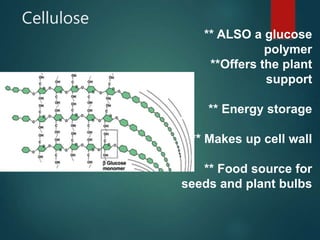 Cellulose
** ALSO a glucose
polymer
**Offers the plant
support
** Energy storage
** Makes up cell wall
** Food source for
seeds and plant bulbs
 