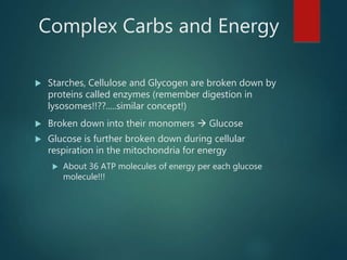 Complex Carbs and Energy
 Starches, Cellulose and Glycogen are broken down by
proteins called enzymes (remember digestion in
lysosomes!!??.....similar concept!)
 Broken down into their monomers  Glucose
 Glucose is further broken down during cellular
respiration in the mitochondria for energy
 About 36 ATP molecules of energy per each glucose
molecule!!!
 