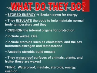 STORED ENERGY  Broken down for energy
They INSULATE the body to help maintain normal
body temperature and they
CUSHION the internal organs for protection.
Include waxes, Oils
include steroids such as cholesterol and the sex
hormones estrogen and testosterone
Anabolic steroids build muscle
They waterproof surfaces of animals, plants, and
fruits- these are waxes!
THINK: Waterproof, insulate, steroids, energy,
cushion…
 