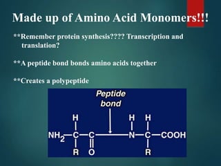 Made up of Amino Acid Monomers!!!
**Remember protein synthesis???? Transcription and
translation?
**A peptide bond bonds amino acids together
**Creates a polypeptide
 