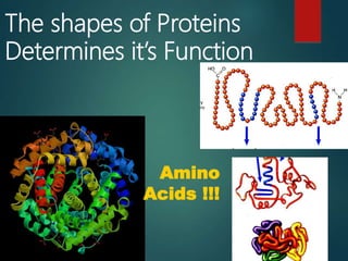 The shapes of Proteins
Determines it’s Function
Amino
Acids !!!
 