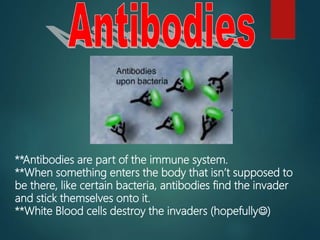 **Antibodies are part of the immune system.
**When something enters the body that isn’t supposed to
be there, like certain bacteria, antibodies find the invader
and stick themselves onto it.
**White Blood cells destroy the invaders (hopefully)
 