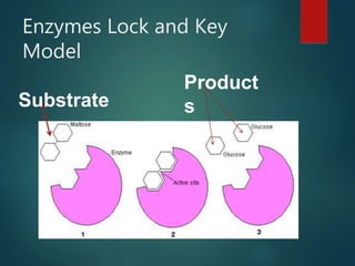 Enzymes Lock and Key
Model
Substrate
Product
s
 