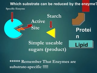 Active
Site
Specific Enzyme
Starch
***** Remember That Enzymes are
substrate-specific !!!!!
Simple useable
sugars (product)
Protei
n
Lipid
Which substrate can be reduced by the enzyme?
 