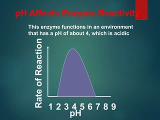 Rate
of
Reaction
pH Affects Enzyme Reactivity
1 3 4
2 5 6 7 8 9
pH
This enzyme functions in an environment
that has a pH of about 4, which is acidic
 