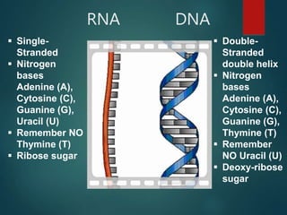 RNA DNA
 Single-
Stranded
 Nitrogen
bases
Adenine (A),
Cytosine (C),
Guanine (G),
Uracil (U)
 Remember NO
Thymine (T)
 Ribose sugar
 Double-
Stranded
double helix
 Nitrogen
bases
Adenine (A),
Cytosine (C),
Guanine (G),
Thymine (T)
 Remember
NO Uracil (U)
 Deoxy-ribose
sugar
 