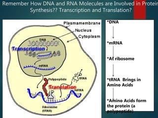 Remember How DNA and RNA Molecules are Involved in Protein
Synthesis?? Transcription and Translation?
*DNA
*mRNA
*At ribosome
*tRNA Brings in
Amino Acids
*Amino Acids form
the protein (a
polypeptide)
 