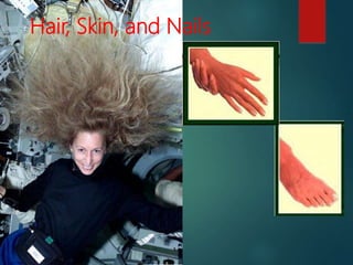Hair, Skin, and Nails
 