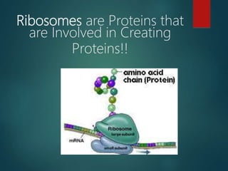 Ribosomes are Proteins that
are Involved in Creating
Proteins!!
 