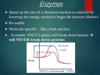 Enzymes
 Speed up the rate of a chemical reaction (a catalyst) by
lowering the energy needed to begin the reaction (Below)
 Re-usable
 Molecule specific – like a lock and key
 -Example: ONLY Lactase will break down lactose. It
will NEVER break down proteins
 