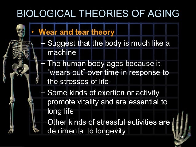 Wear and tear theory of aging
