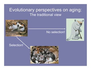 THE BIOLOGY OF AGING cohen_bonkowski_0410.pdf