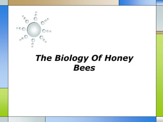 The Biology Of Honey
        Bees
 