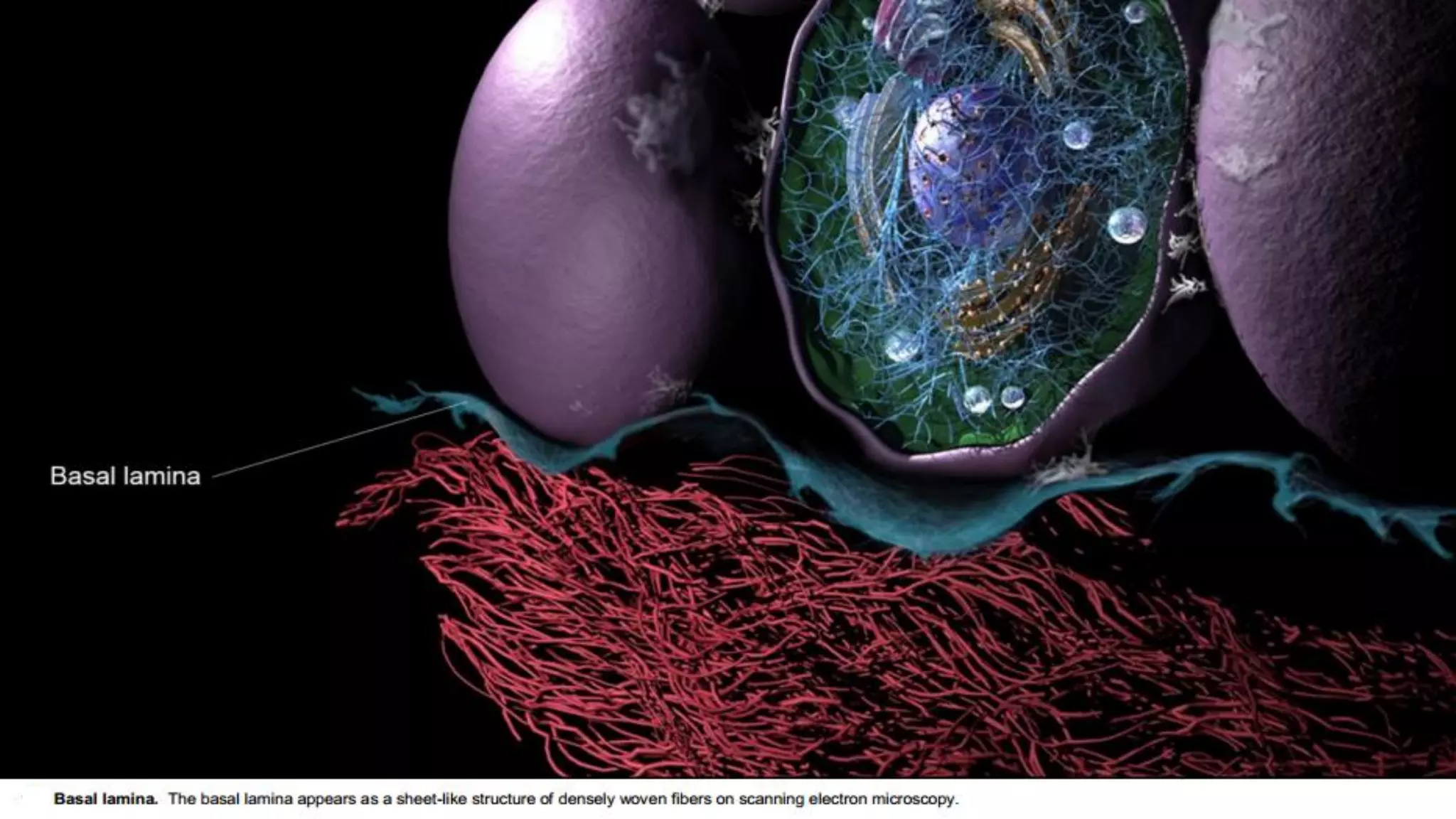The Biology of the Basement Membrane Zone | PDF