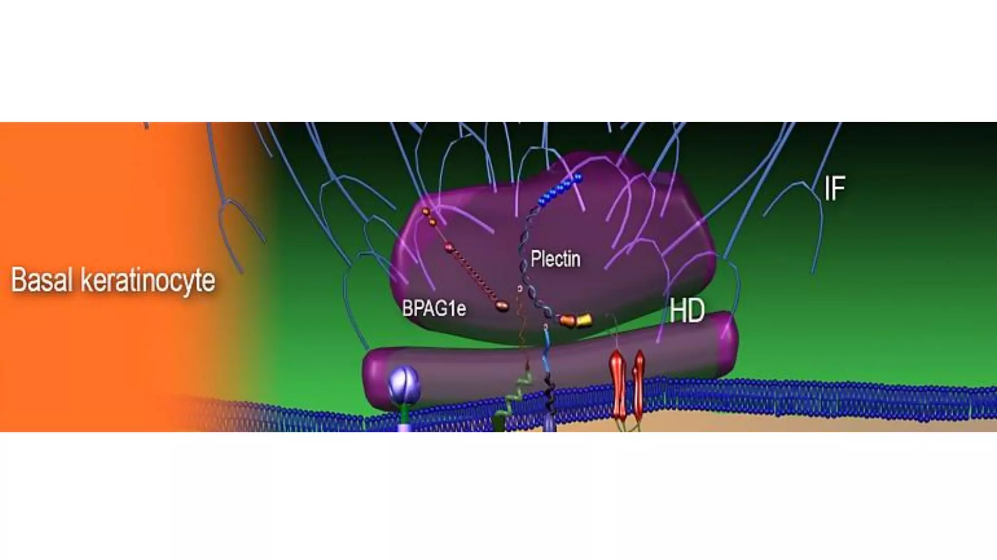 The Biology of the Basement Membrane Zone | PDF