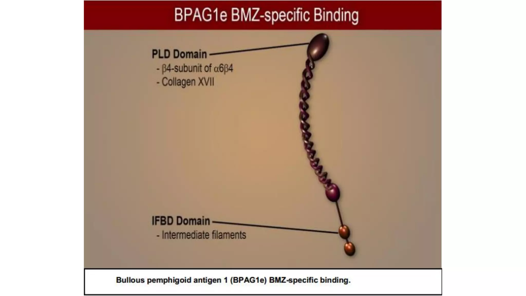 The Biology of the Basement Membrane Zone | PDF
