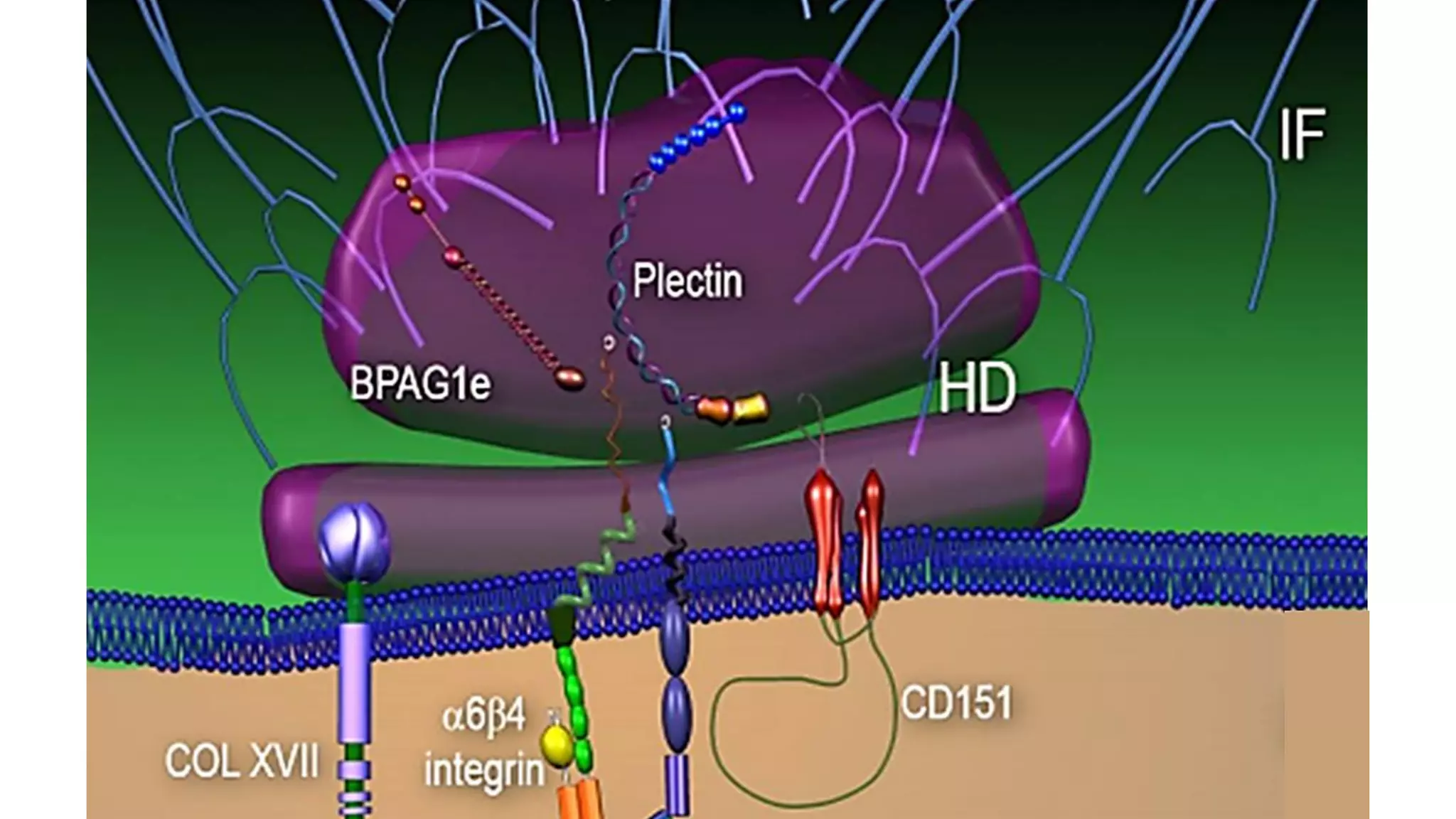 The Biology of the Basement Membrane Zone | PDF