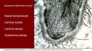 The Biology of the Basement Membrane Zone | PDF
