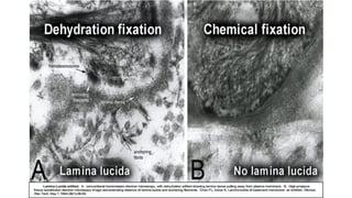 The Biology of the Basement Membrane Zone | PDF