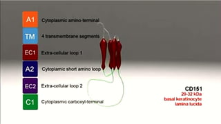 The Biology of the Basement Membrane Zone | PDF