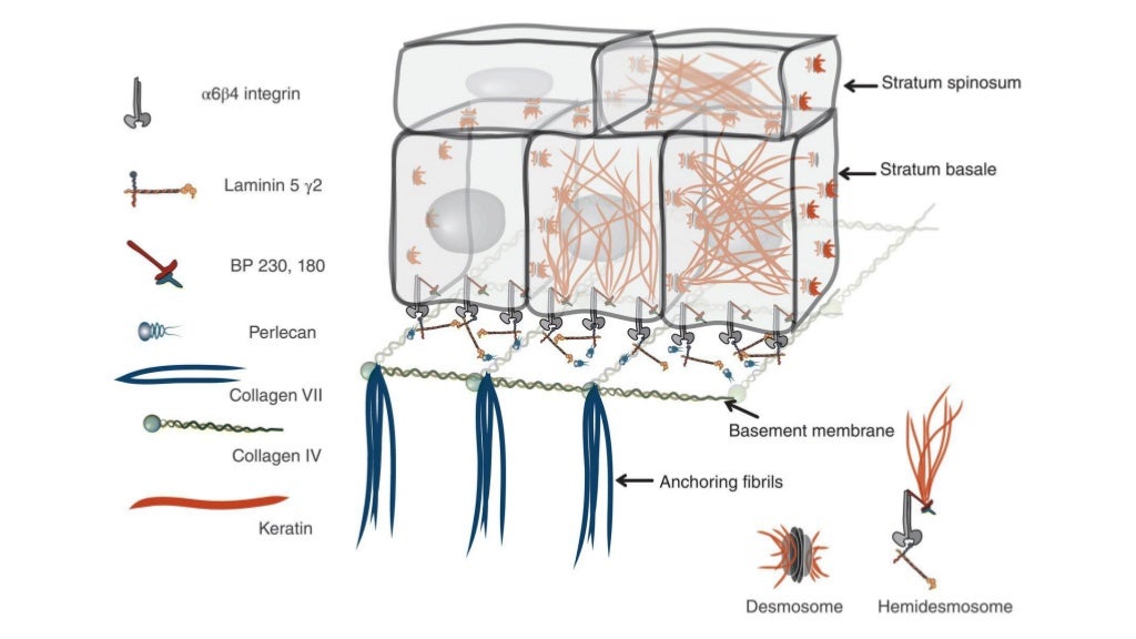 The Biology of the Basement Membrane Zone