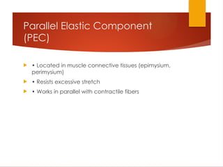 Parallel Musce Comprehensive Biomechanics of Human Skeletal Muscle: Properties ...