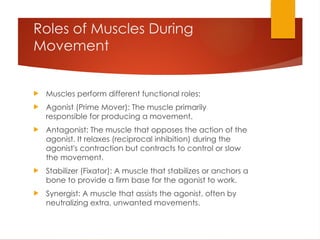 Muscles Function Movement Comprehensive Biomechanics of Human Skeletal Muscle: Properties ...