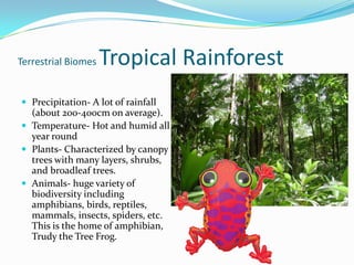 Terrestrial Biomes Tropical RainforestPrecipitation- A lot of rainfall (about 200-400cm on average).Temperature- Hot and humid all year roundPlants- Characterized by canopy trees with many layers, shrubs, and broadleaf trees.Animals- huge variety of biodiversity including amphibians, birds, reptiles, mammals, insects, spiders, etc. This is the home of amphibian, Trudy the Tree Frog.