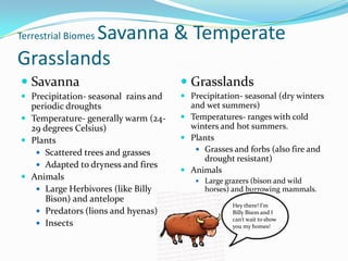 Terrestrial Biomes Savanna & Temperate GrasslandsSavannaPrecipitation- seasonal  rains and periodic droughtsTemperature- generally warm (24-29 degrees Celsius)PlantsScattered trees and grassesAdapted to dryness and firesAnimalsLarge Herbivores (like Billy Bison) and antelopePredators (lions and hyenas)Insects GrasslandsPrecipitation- seasonal (dry winters and wet summers)Temperatures- ranges with cold winters and hot summers.PlantsGrasses and forbs (also fire and drought resistant)AnimalsLarge grazers (bison and wild horses) and burrowing mammals.Hey there! I’m Billy Bison and I can’t wait to show you my homes!