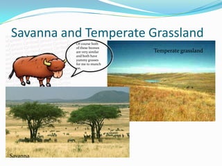 Savanna and Temperate GrasslandOf course both of these biomes are very similar and both have yummy grasses for me to munch on.Temperate grasslandSavanna