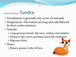 Terrestrial Biomes TundraPrecipitation is generally only 20-60 cm annuallyTemperature- The winters are long and cold followed by short cooler summers.Animals Large grazing animals  like oxen, caribou, and reindeerPredators like wolves and foxes much like FerdinandMigratory birdsPlantsMosses, grasses, forbs, lichens