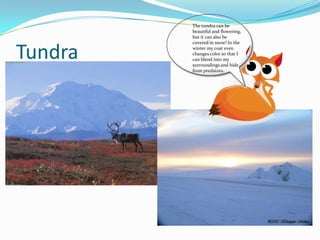 TundraThe tundra can be beautiful and flowering, but it can also be covered in snow! In the winter my coat even changes color so that I can blend into my surroundings and hide from predators.